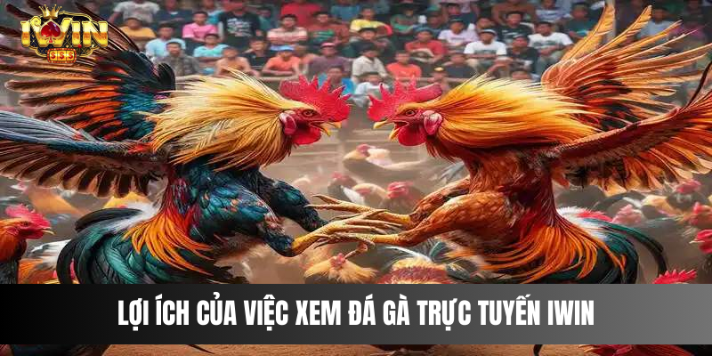 Lợi ích của việc xem đá gà trực tuyến IWIN