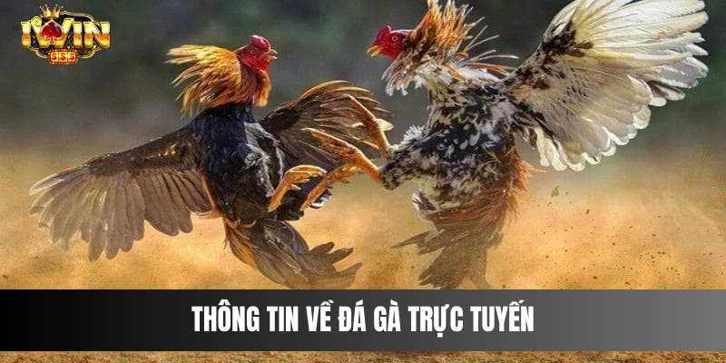 Thông tin về đá gà trực tuyến